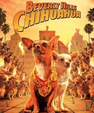 Những Chú Chó Chihuahua